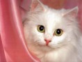 /album/photogallery/cat-22-jpg/